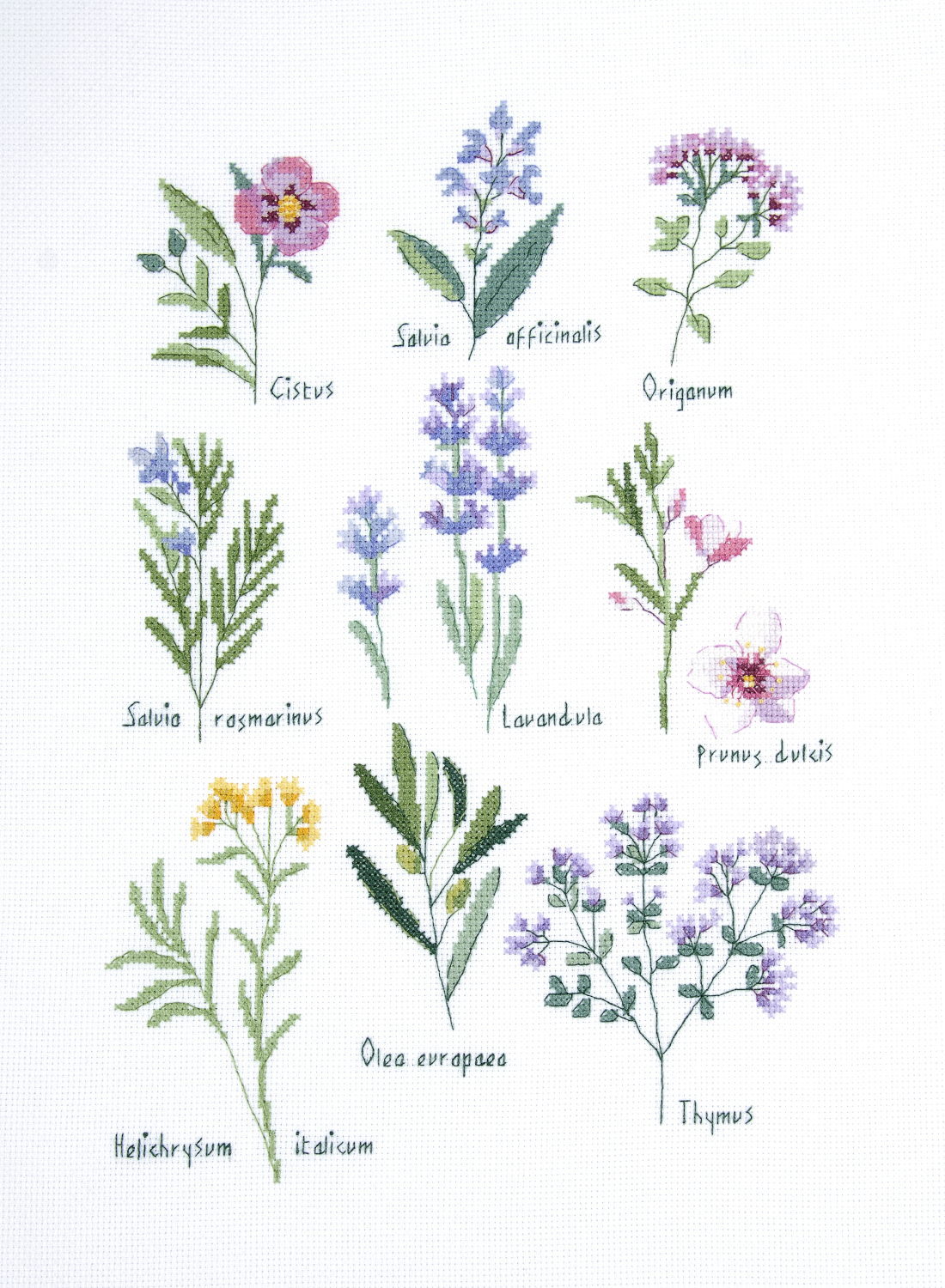 DMC Cross Stitch Kit Herbs Sampler by Nathalie Weinzaepflen